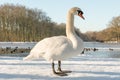 Mute swan, Cygnus olor, on ice, looking for food Royalty Free Stock Photo